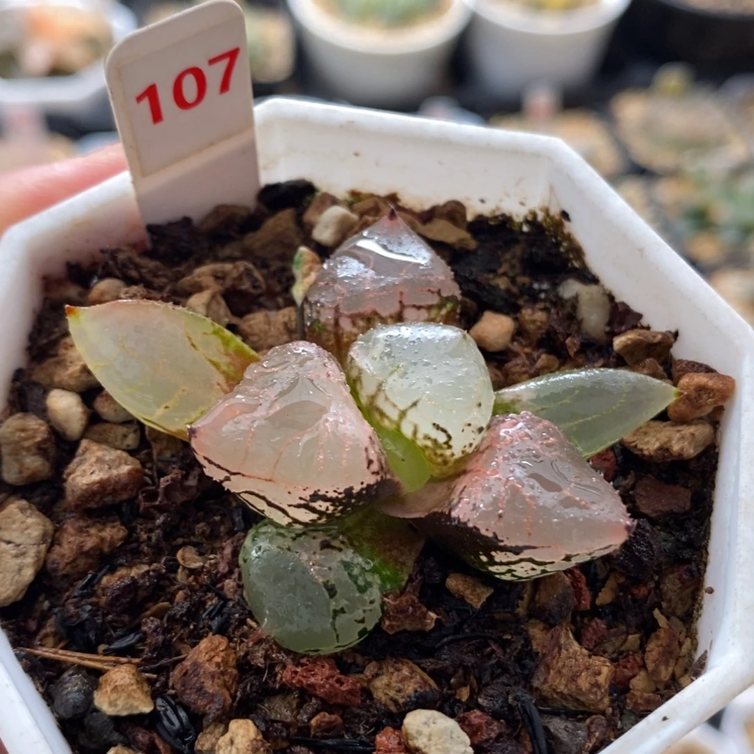 107冰皇寿一物一拍