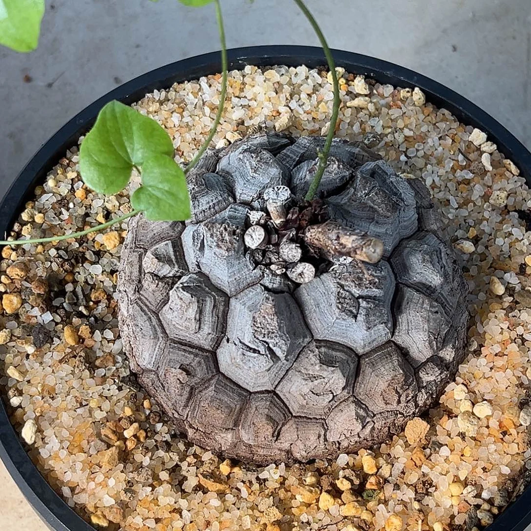 精品深裂黑皮南非龟，11公分