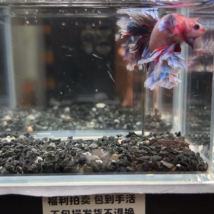 斗鱼竞拍跑单拉黑22日96