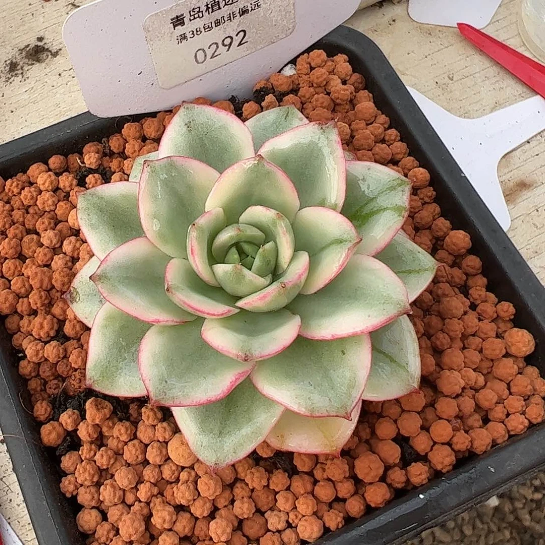 0292奶油黄桃锦多肉植物