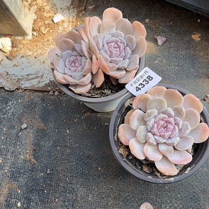 阿雅园艺。       4338汉堡