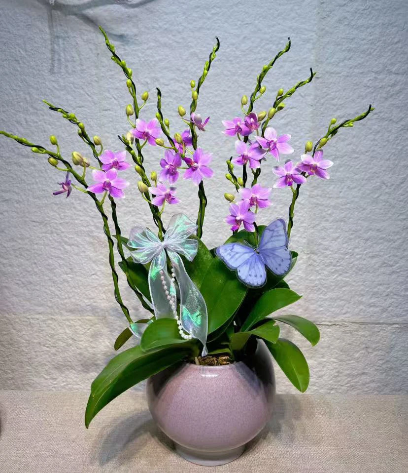 篮宝石蝴蝶兰2.8寸室内观赏花卉