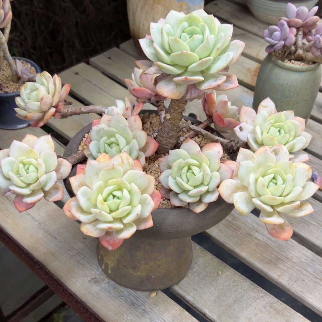 恋曲48零零多肉植物