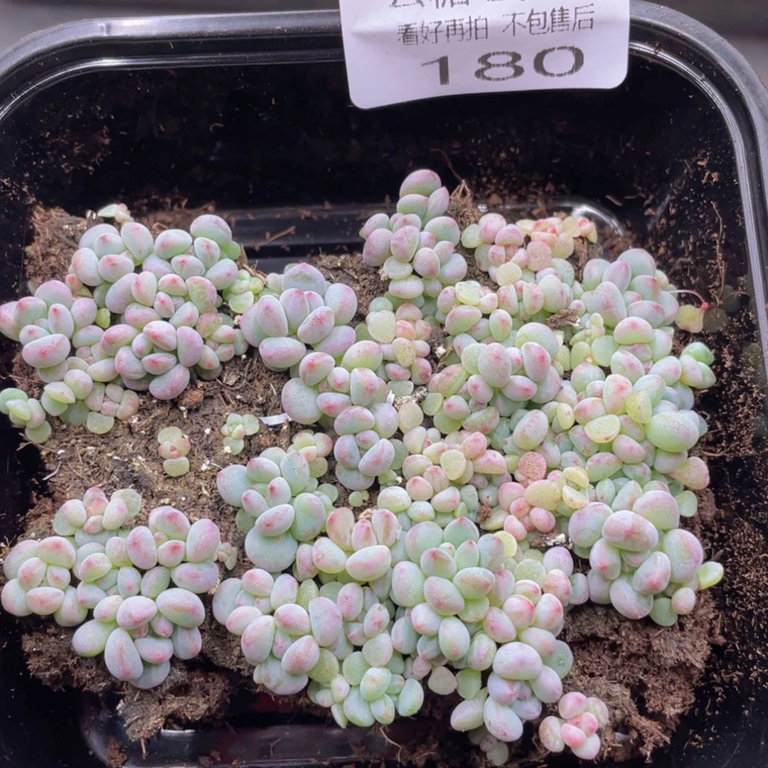 云糖心多肉植物180