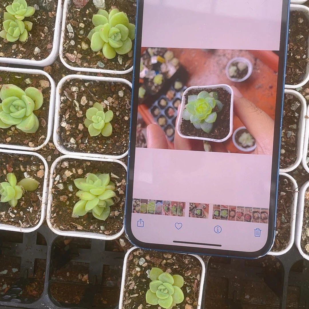 绿珍妮盆一个满25包邮