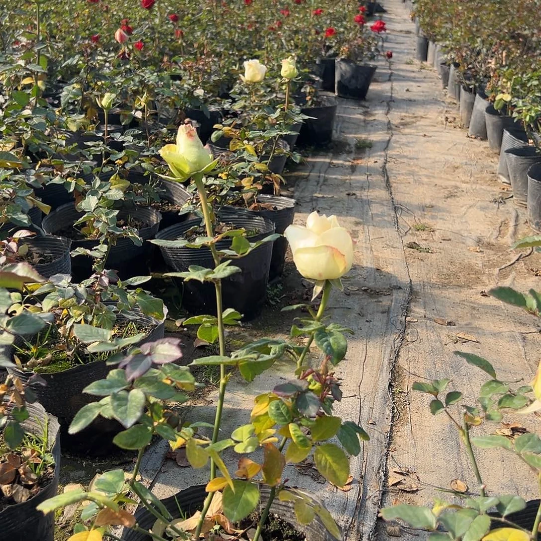 当前无花栽培后可以开花