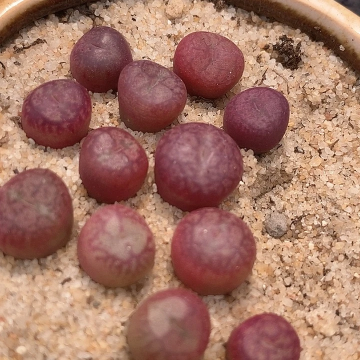 1512水蜜桃杂超猴一颗