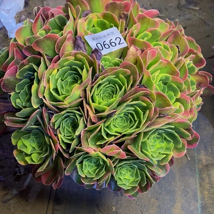 特斯拉多肉断头不包0662