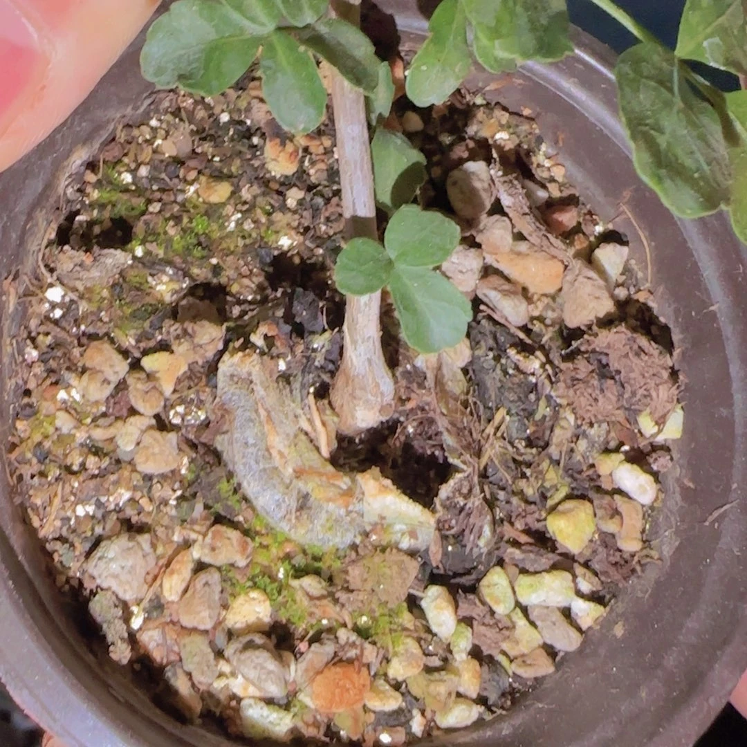 #***$块根植物块根植物