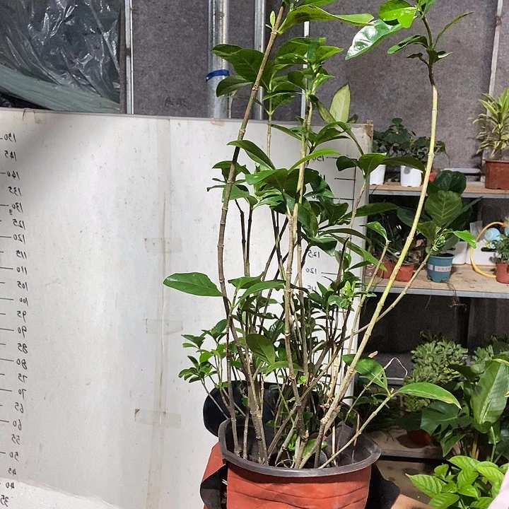不开花植物处理8棵栀子花9.9的