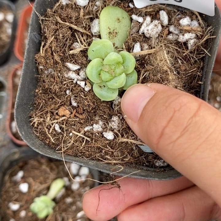 标506现金财富一个多肉