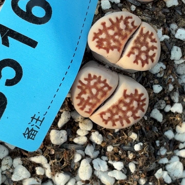 5164c64网纹粉体母本株