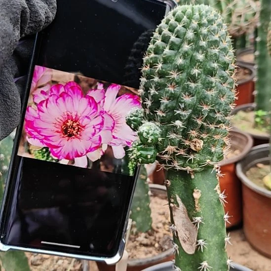 月***晴丽花炫彩秀普嫁接福瑕69