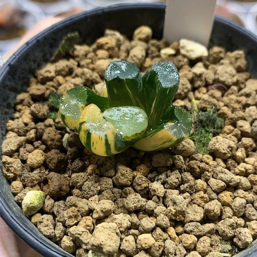 【闪购商品】100美纹万象锦