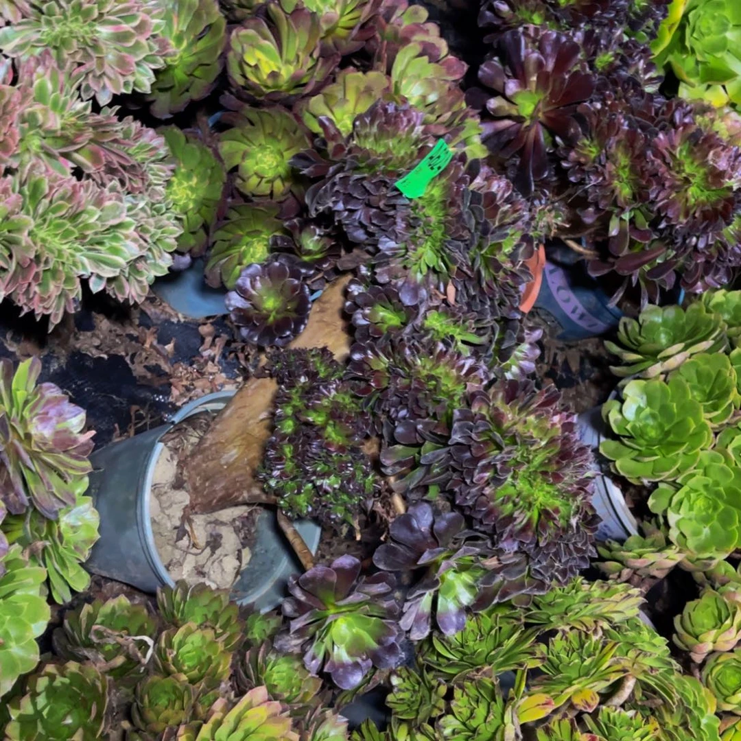 欧紫法师缀化1-12