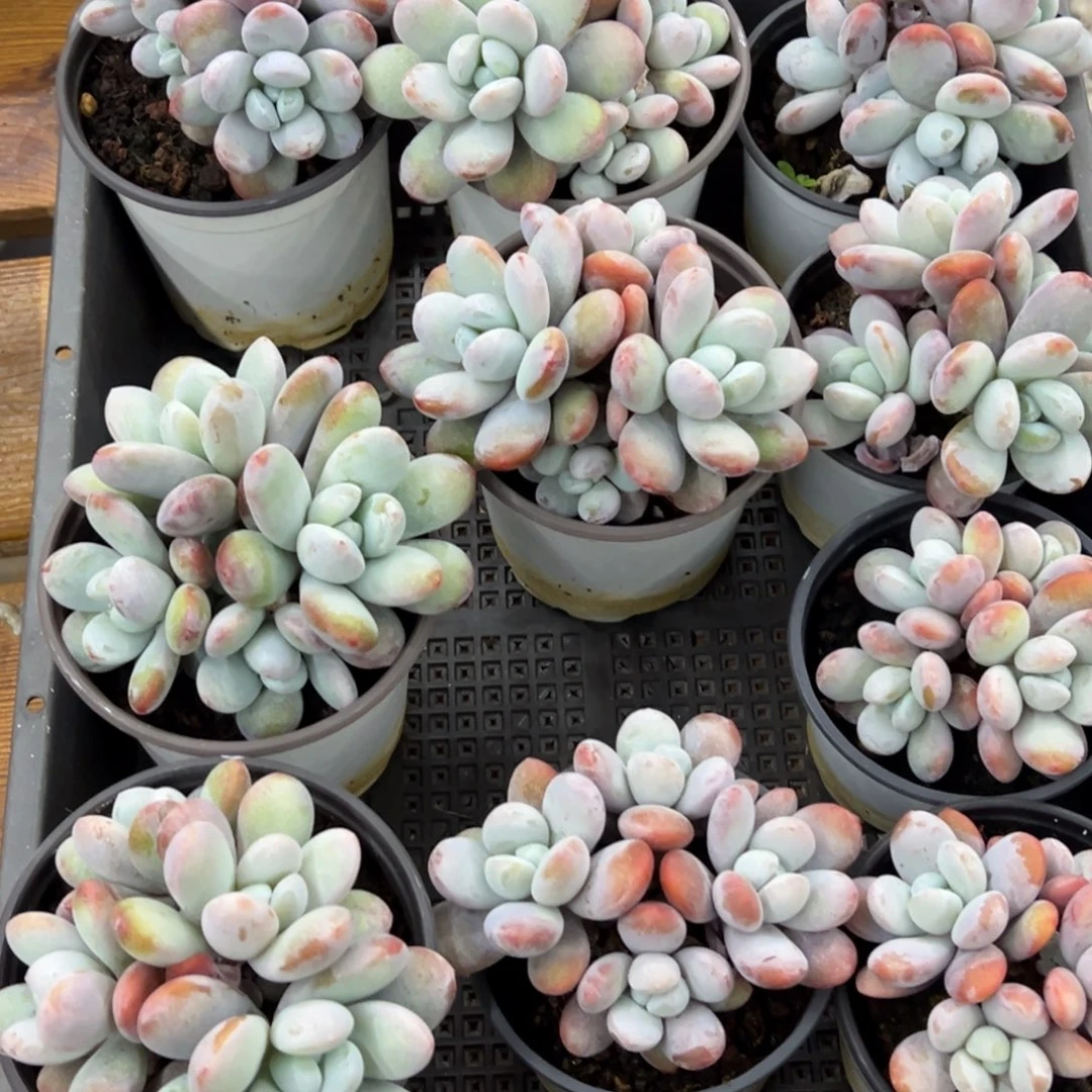 张张精品多肉甄选雪美人