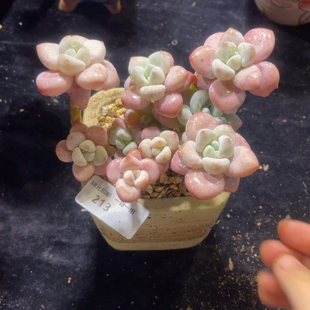 L***琳213洛神群生多肉植物