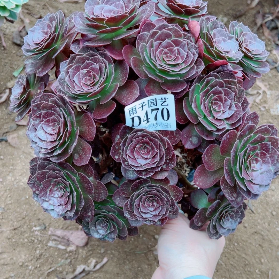 470黑珍珠尺寸23左右
