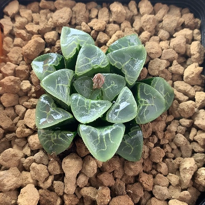 祥云克一物一拍带盆