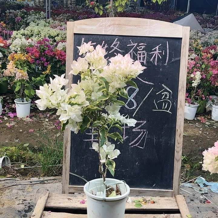 完全开放三角梅白马斯