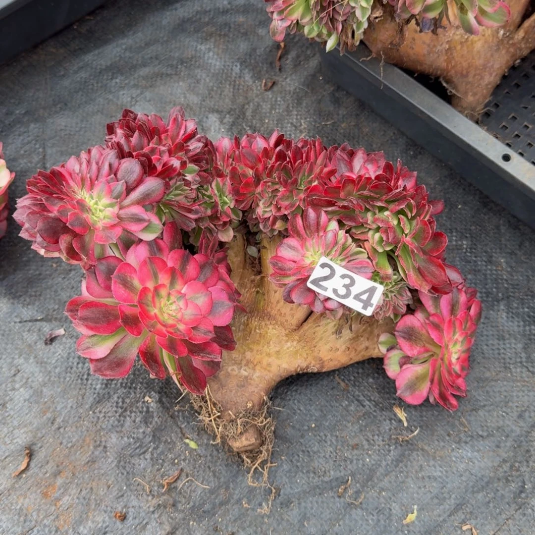 234多肉植物倾城缀特价不包损