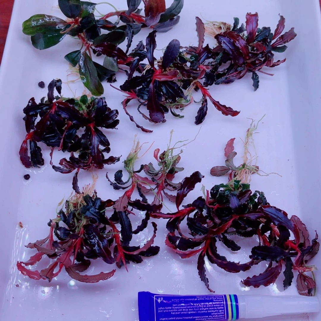 美小呆精品辣椒榕