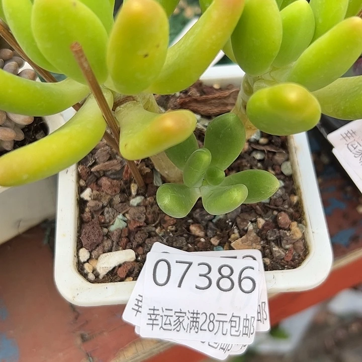 幸运的是你还没遇到你