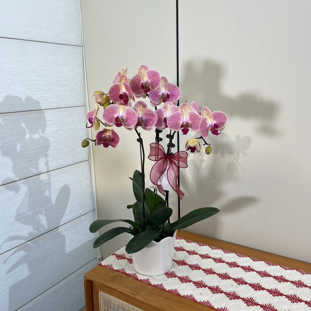 【和弦】彩色系高个子大花 室内客厅养眼绿植摆件