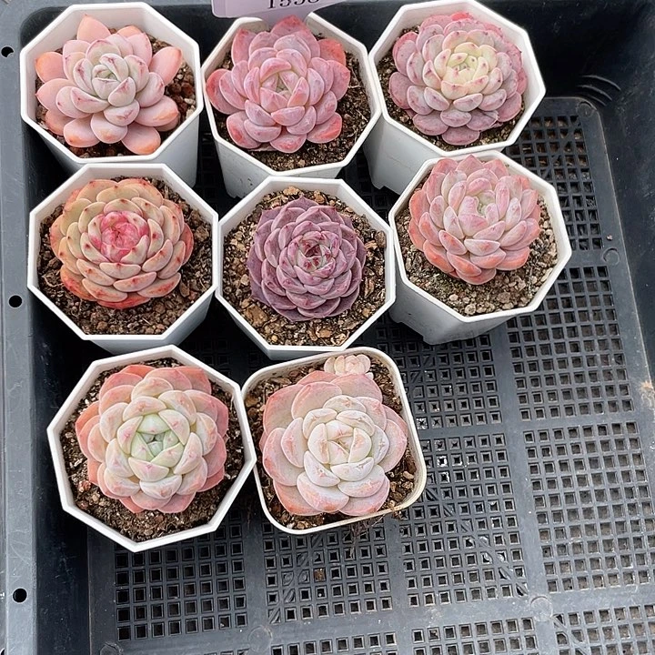 薇薇安园艺多肉1558