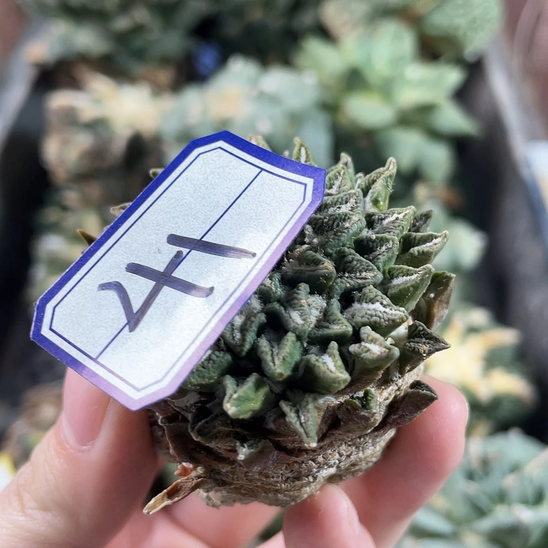 41号无根福利黑牡丹