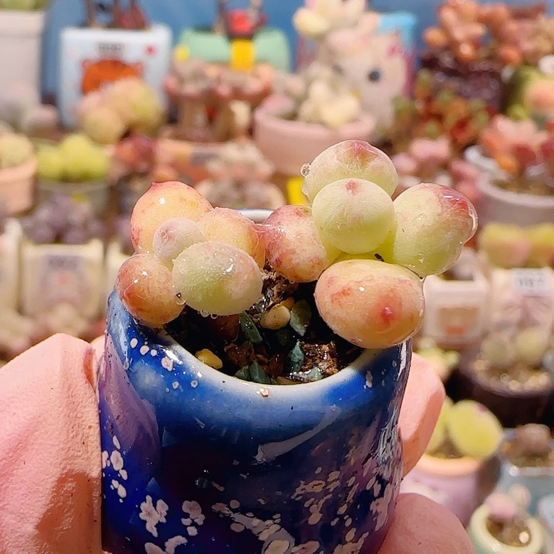 T圆圆彩虹奶盆口2cm