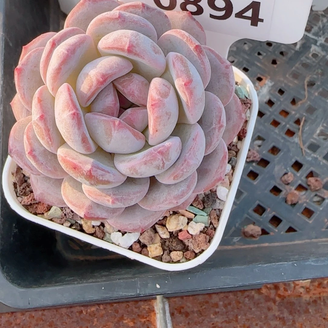 仟**佰多肉植物0894…………..