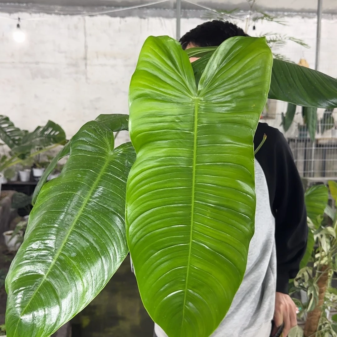 无花朵砂轮蔓绿绒