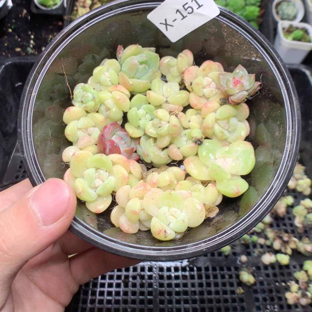 无花朵x151英语英语英语英语英语英语