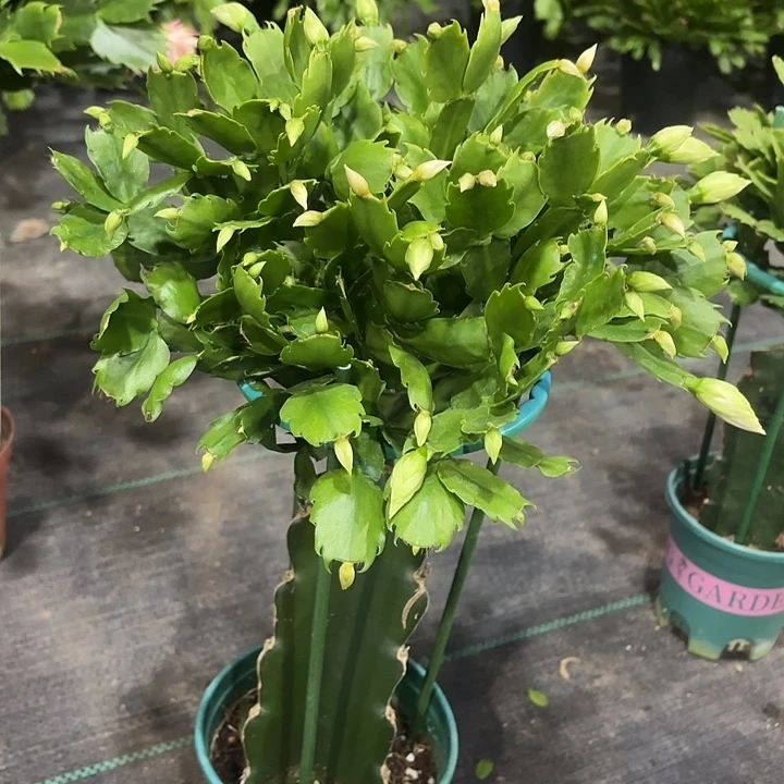 可***芙当前无花栽培后可以开花
