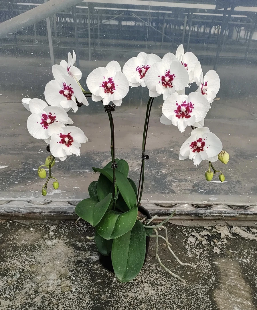 （斯嘉丽）蝴蝶兰2.8寸成熟苗 苗情非常的不错 一款熏染色