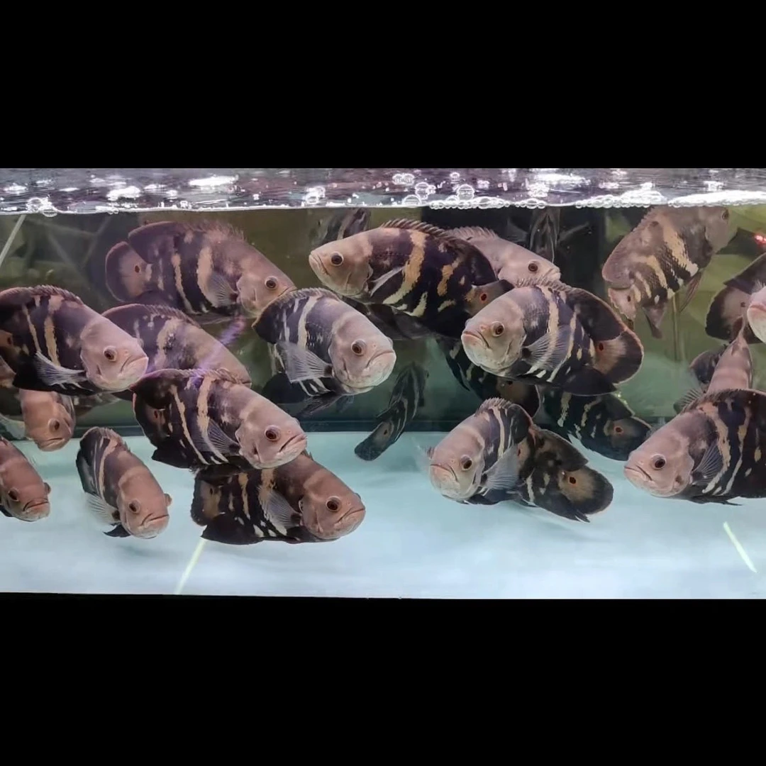 大地图鱼热带观赏鱼活体淡水鱼中层观赏鱼