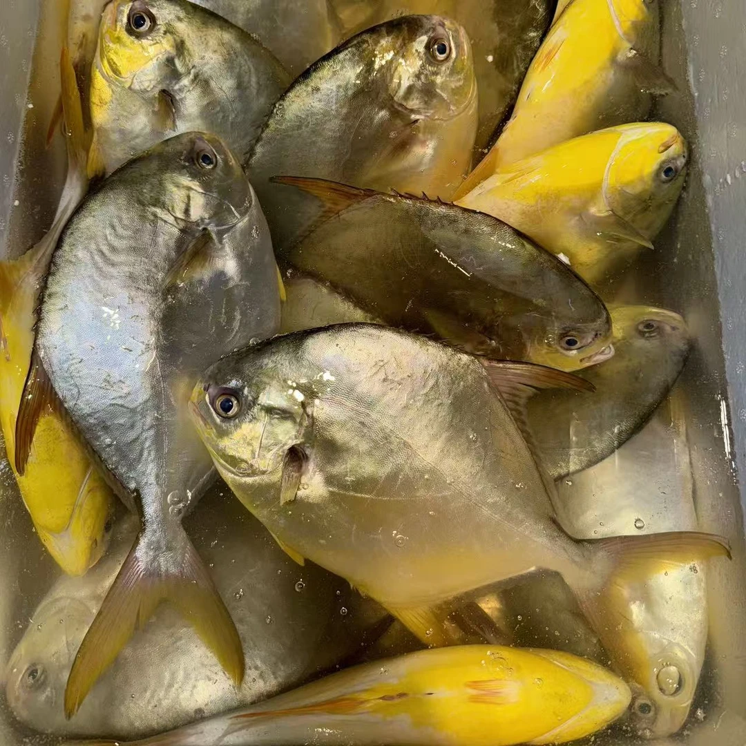 广东湛江深海鲜活速冻金鲳鱼顺丰包邮