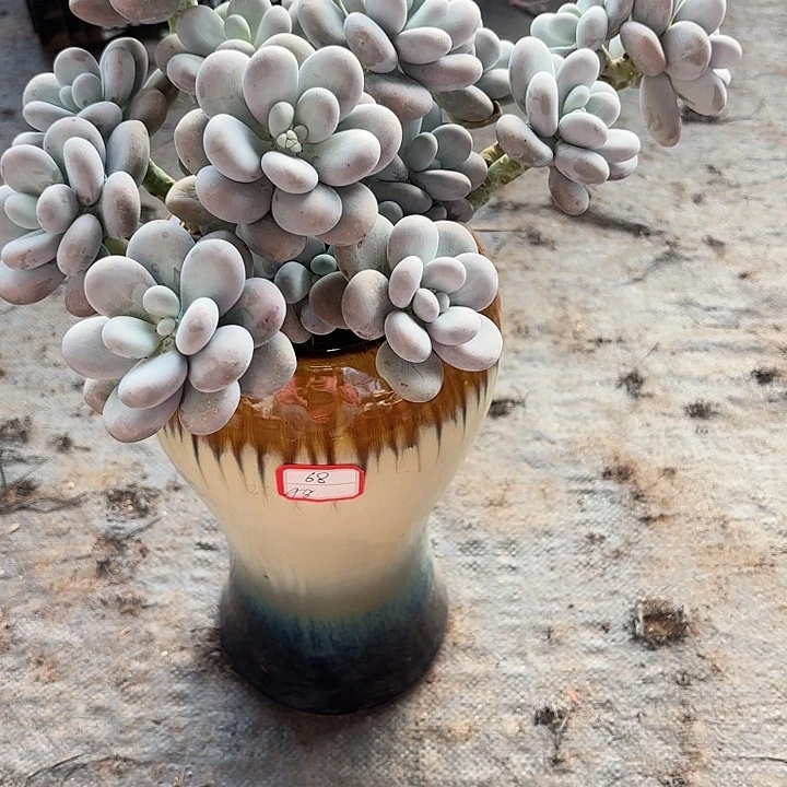 尘***鸡蛋美人群生米线转