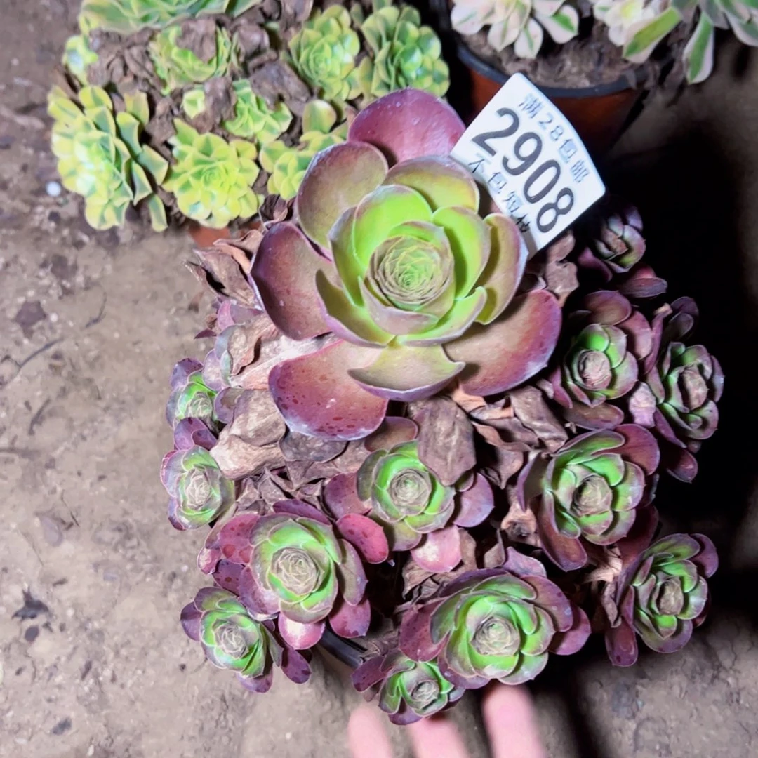 玫瑰多肉植物2908