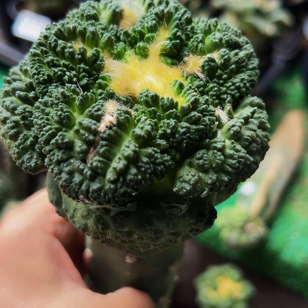 无花朵福利大尤龟甲牡丹618