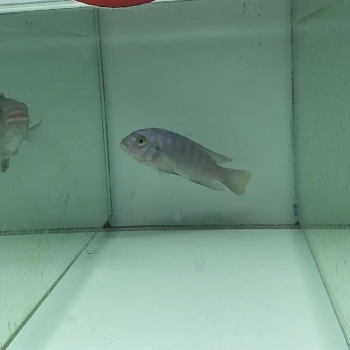 海水151号野生海格焦费恩