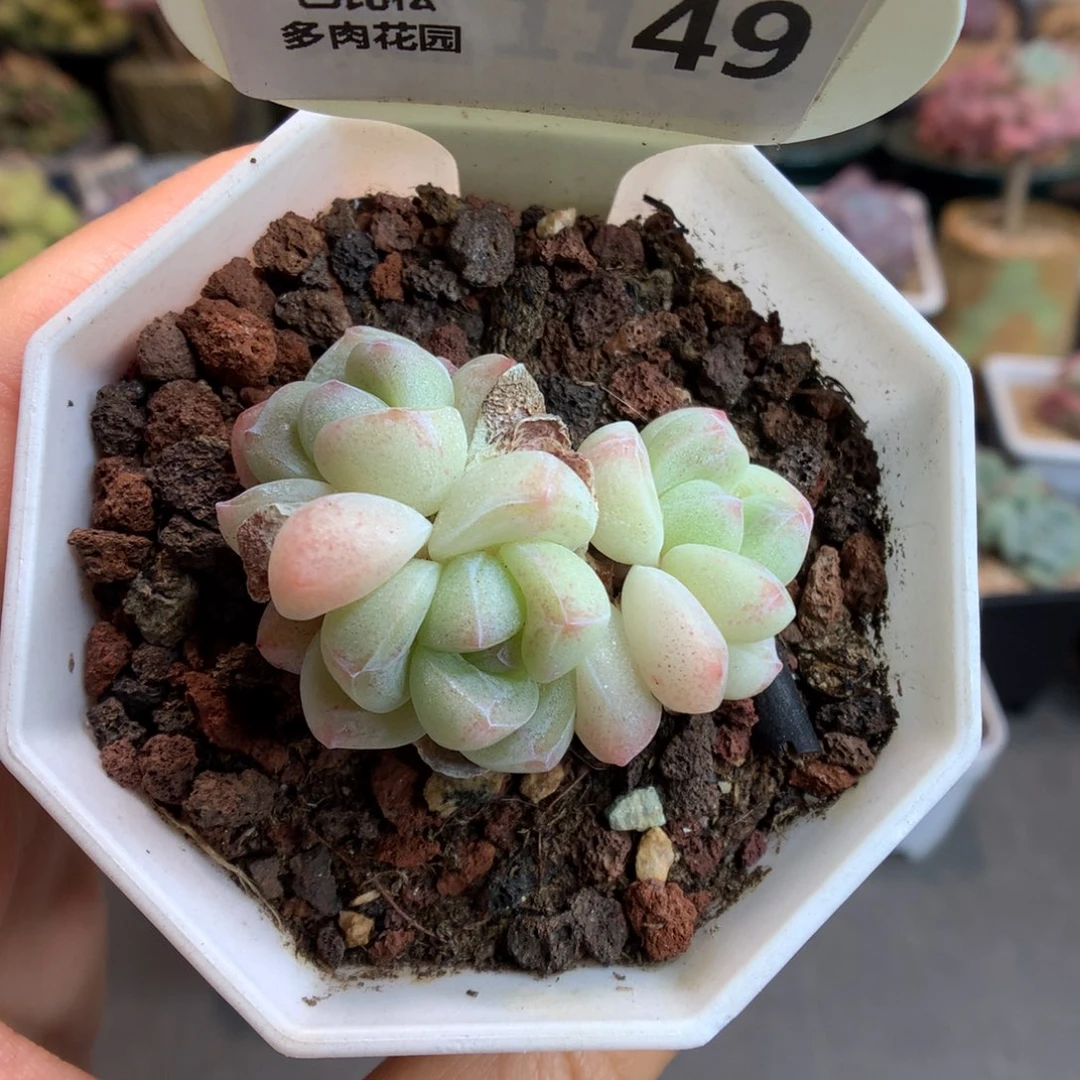 49三头冰玉多肉植物