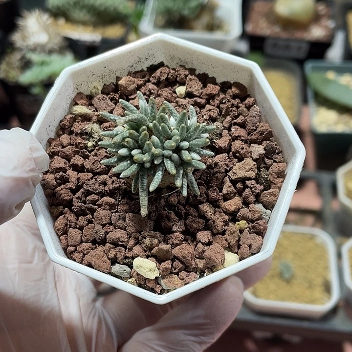 198产地韧锦块根，