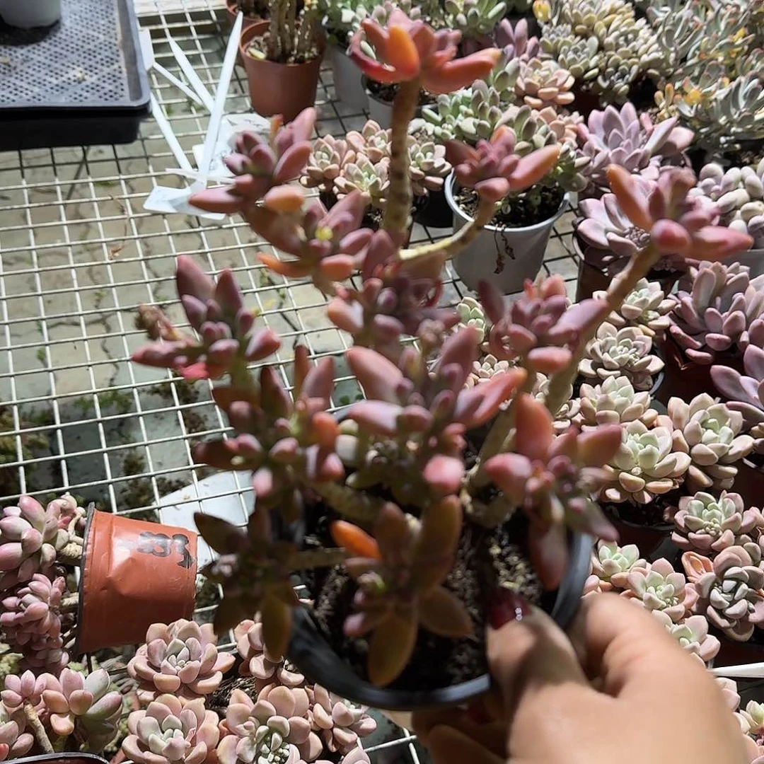 秋丽多肉植物精品