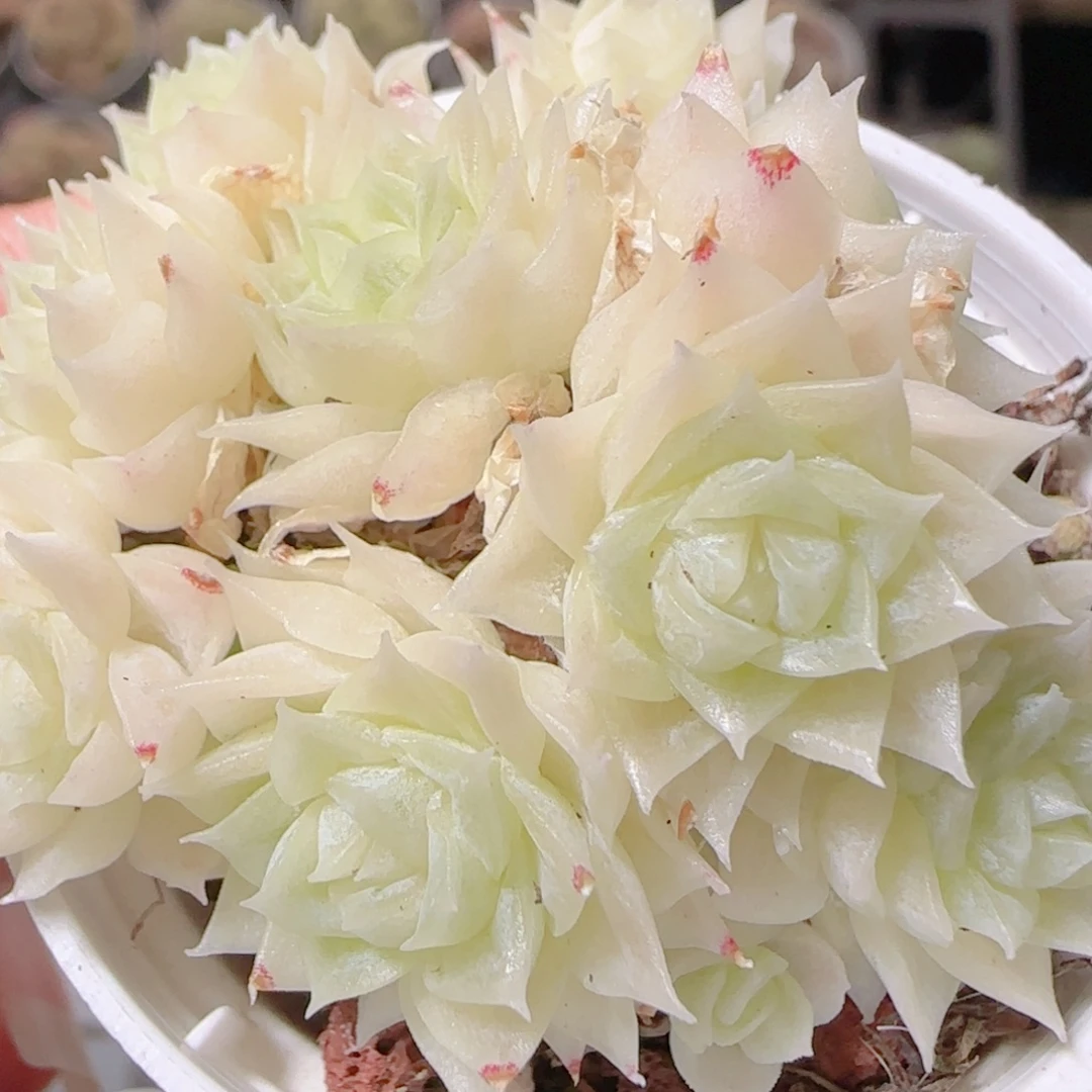 花语多肉1201-36散