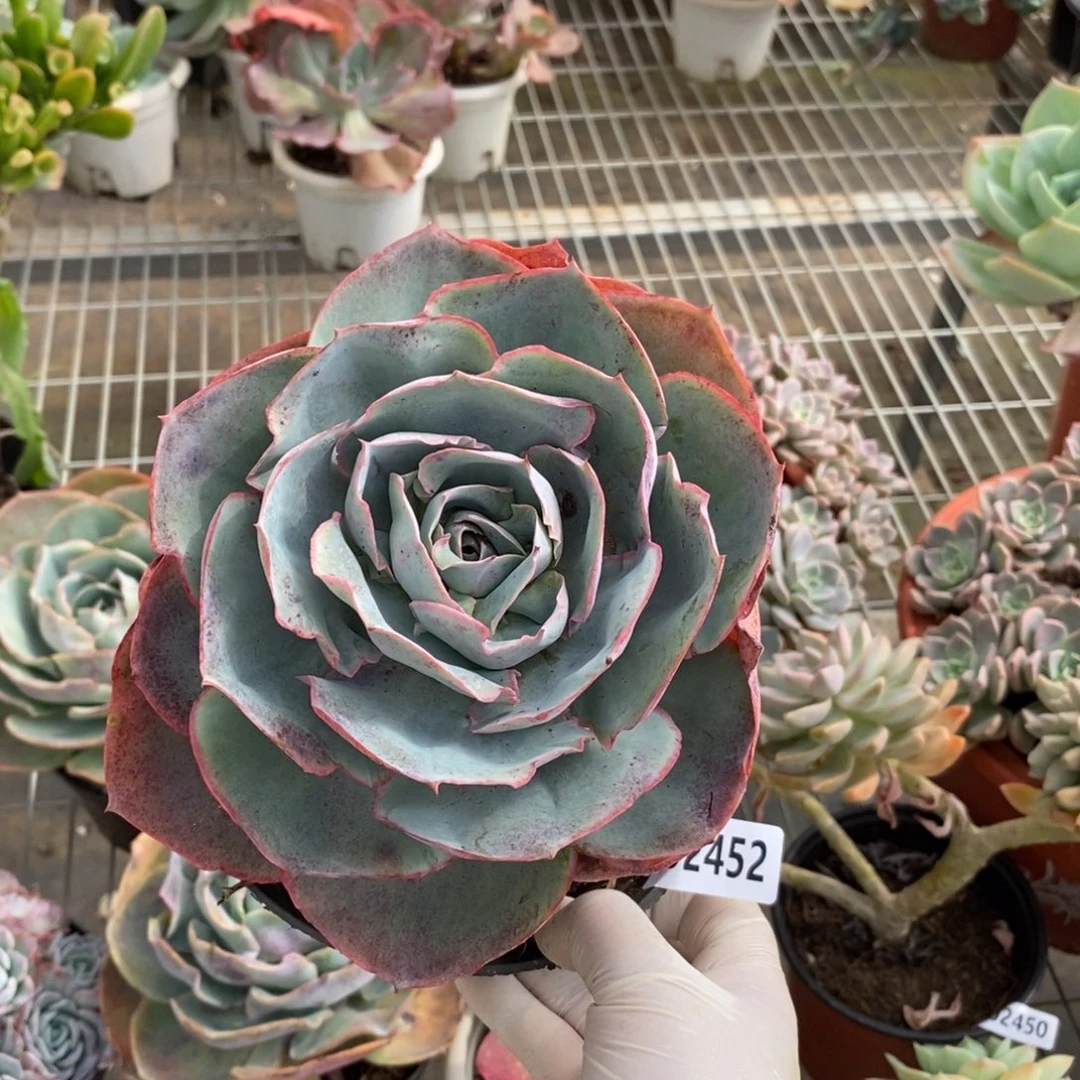 2452达芬奇密码一物一拍