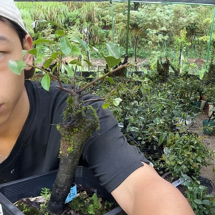 初***熙无花朵金蛋子容易成活