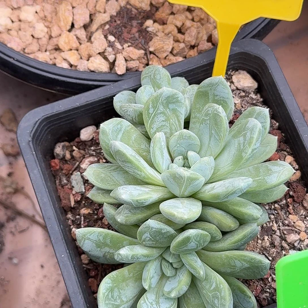 百搭翡翠多肉植物543