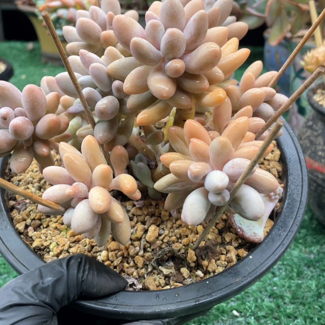 109一物一拍一拍一拍